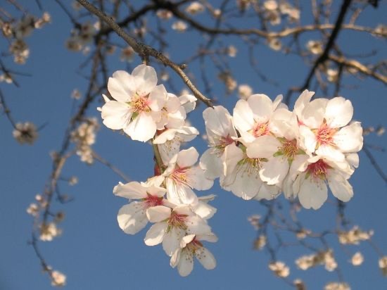 Buona Pasqua!